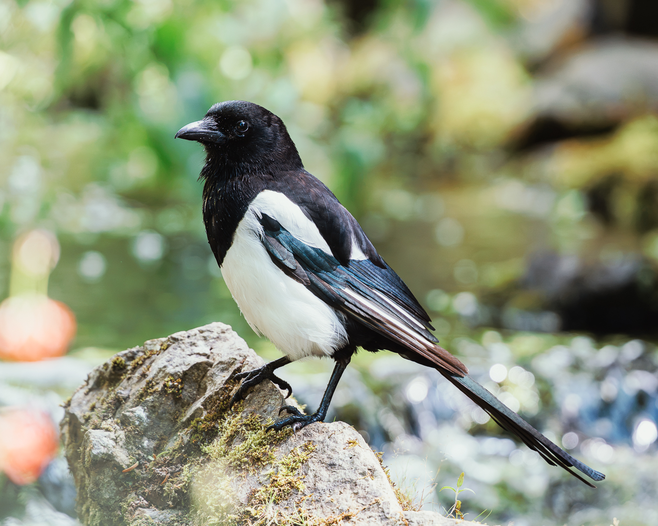 Scotland Birds