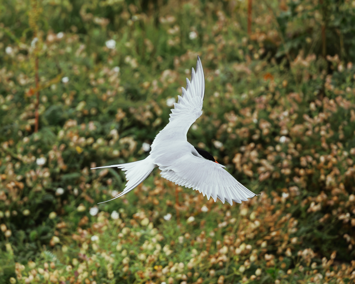 Isle of May Arctic Tern