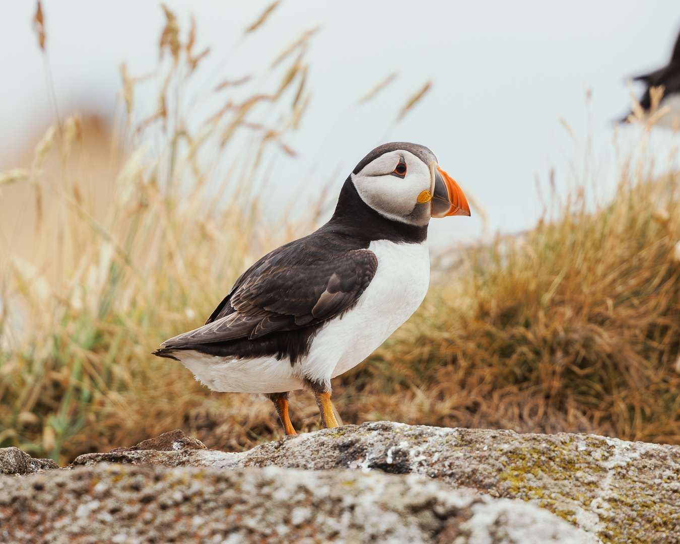 Isle of May Puffins