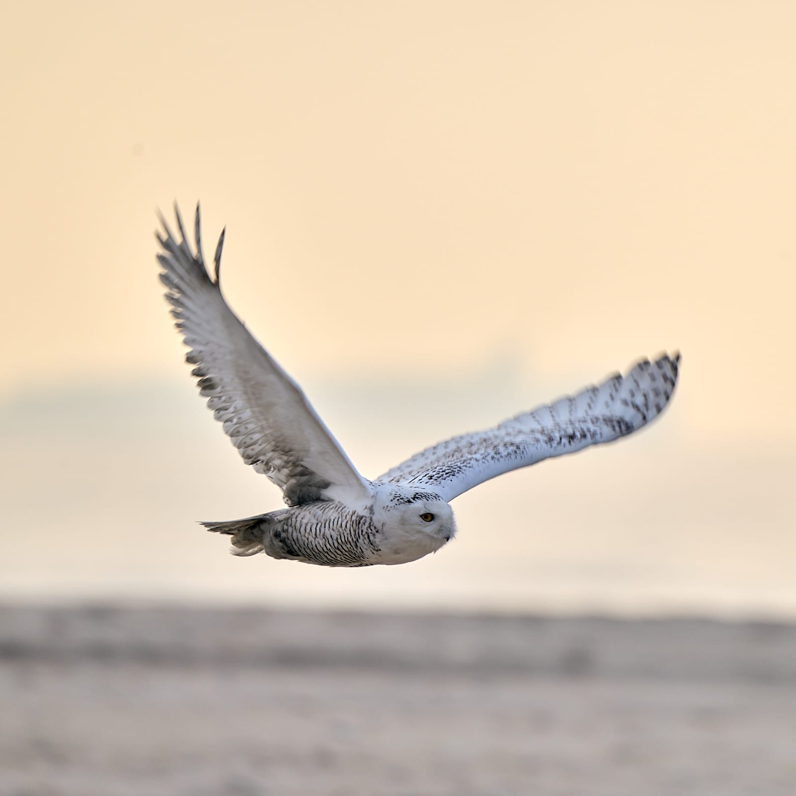 Best of 2021 Bird Photos