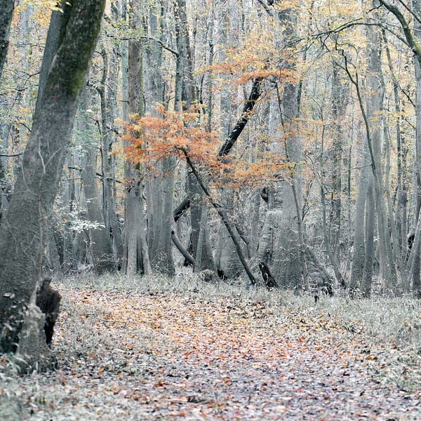 Fall After the flood